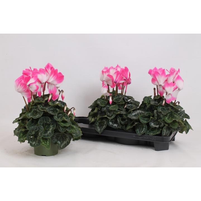 <h4>CYCL GR SUP FUSION</h4>