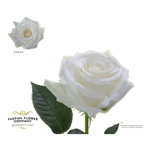 Rosa Garden Proud