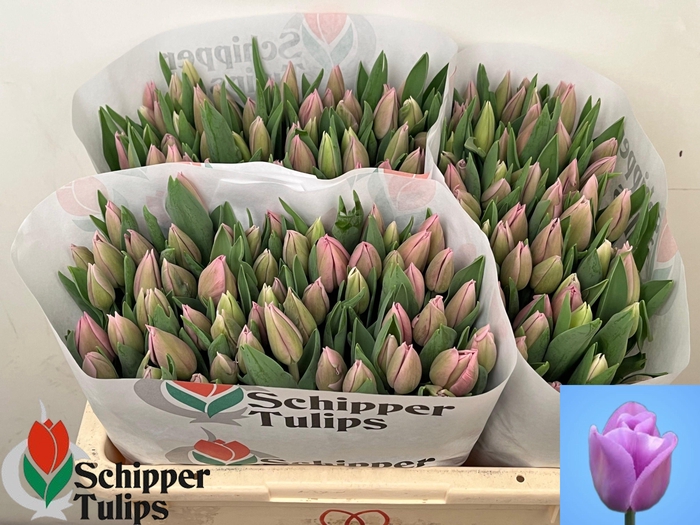 <h4>TU EN ALIBI</h4>