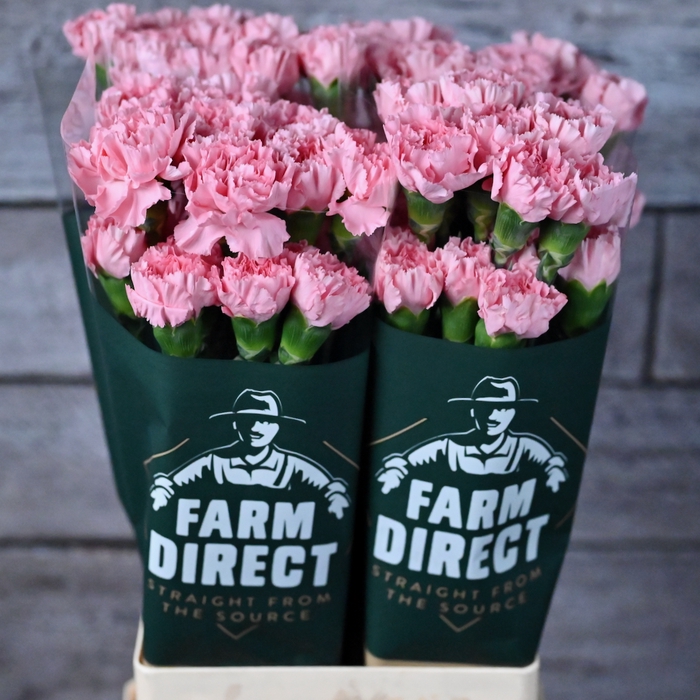 <h4>Di St Doncel</h4>