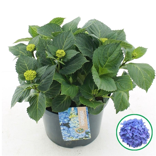 <h4>Hydrangea macr. Blauw C5 (23cm.) Kn.</h4>