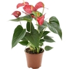 Anthurium Red Bull in transparant sleeve
