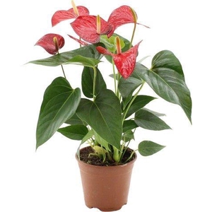 Anthurium Red Bull in transparant sleeve