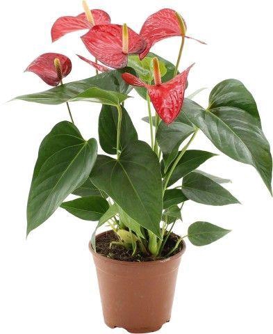 <h4>Anthurium Red Bull in transparant sleeve</h4>