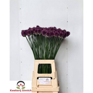 Allium Sphaerocephal A2 Sinnich