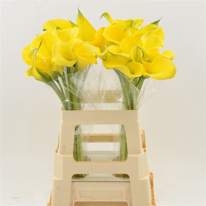 <h4>Calla Gold Label | Dubbelbloemig</h4>