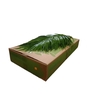 Phoenix Roebelini 60cm Mbx