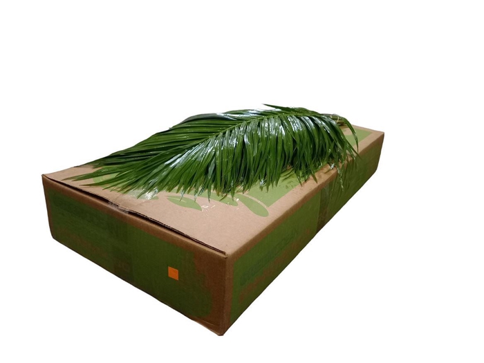 Phoenix Roebelini 60cm Mbx