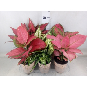 Aglaonema   ...mix