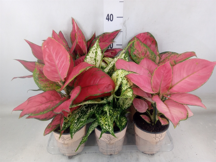 <h4>Aglaonema   ...mix</h4>