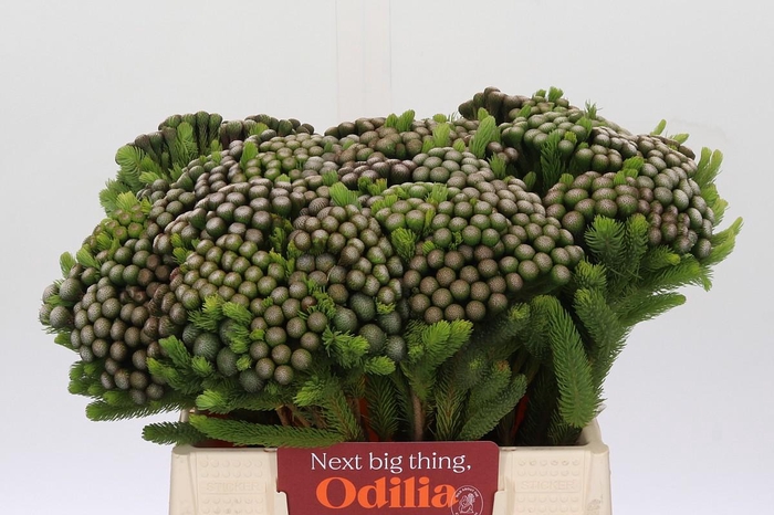 <h4>Cape Green Albiflora</h4>