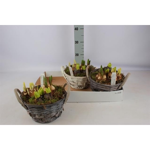 Hyacinthus arr 23Ø 22cm