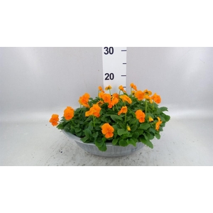 Viola corn. 'Sorbet XP Orange'