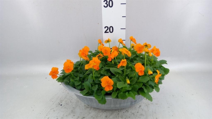 <h4>Viola corn. 'Sorbet XP Orange'</h4>
