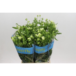 Ranunculus Butterfly Graces