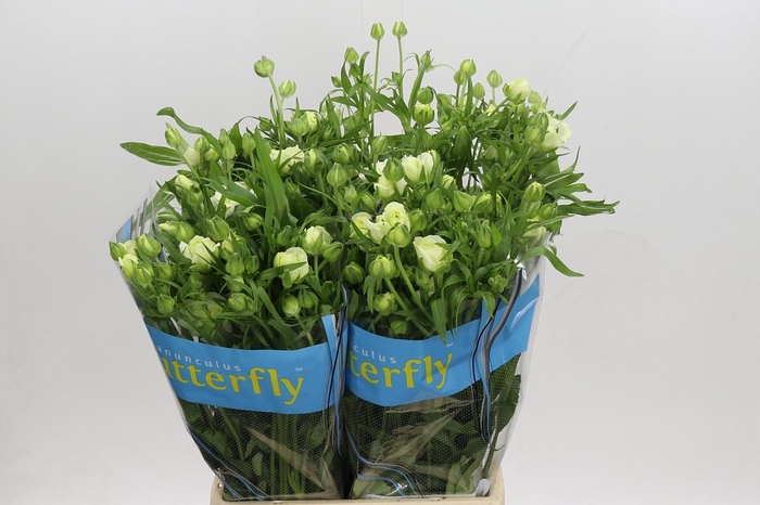 Ranunculus Butterfly Graces