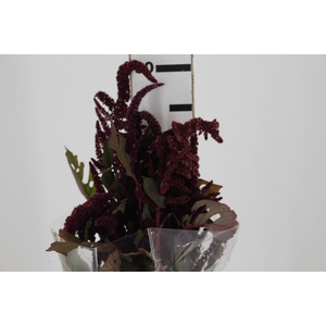 AMARANTHUS VINHO