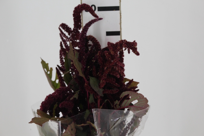 <h4>AMARANTHUS VINHO</h4>