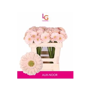 GE MI ALIX-NOOR