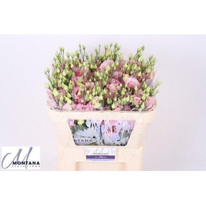 Lisianthus do alissa rosee