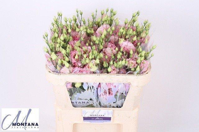 <h4>Lisianthus do alissa rosee</h4>