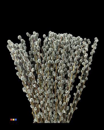 <h4>Salix Pussy Willow Grey</h4>