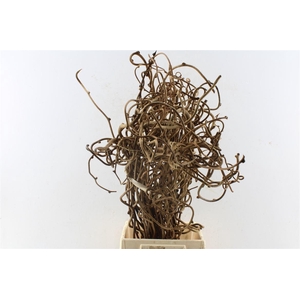 KIWI TAKKEN PER BOS X5#