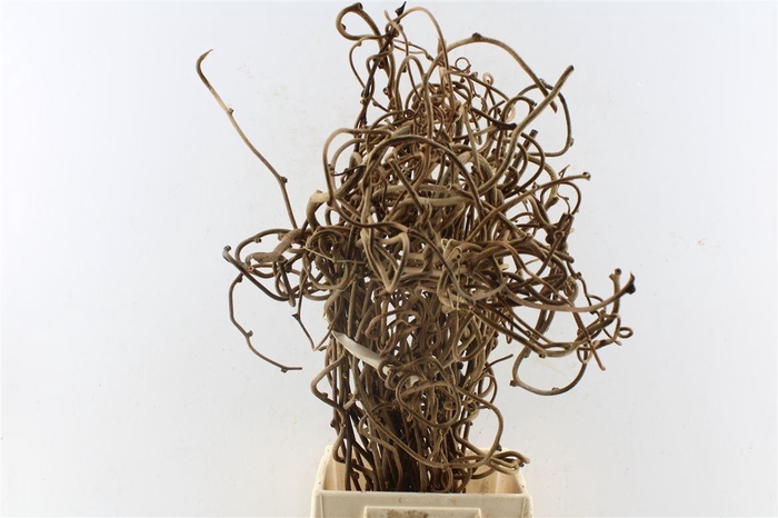 <h4>KIWI TAKKEN PER BOS X5#</h4>