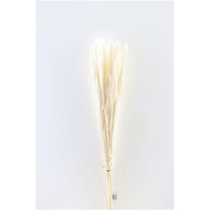 Dried Fluffy Pampas 60gr Bleached Bunch