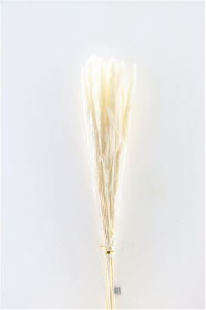 <h4>Dried Fluffy Pampas 60gr Bleached Bunch</h4>