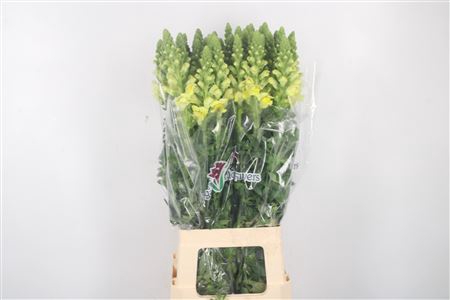 <h4>Antirrhinum Sp. Yellow Legend</h4>