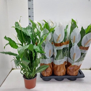 SPATH SWEET CHICO P17 6+