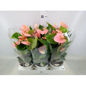 Anthurium andr. 'Spirit'