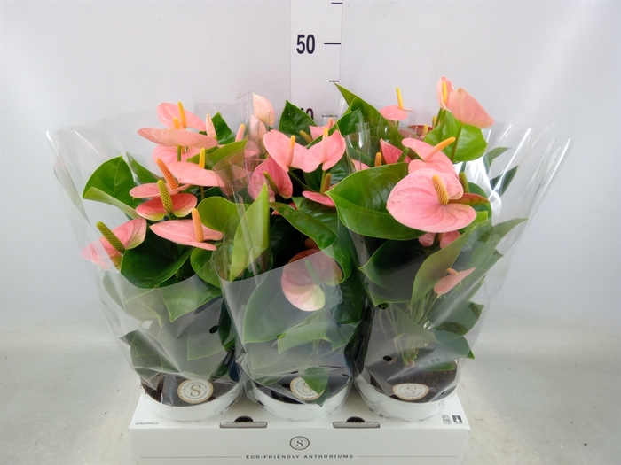 <h4>Anthurium andr. 'Spirit'</h4>