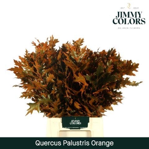 Quercus Palustris L50 Klbh. oranje