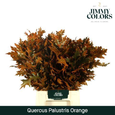 <h4>Quercus Palustris L50 Klbh. oranje</h4>