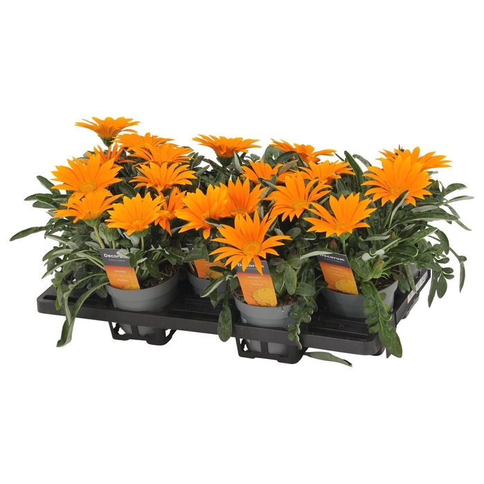 <h4>Gazania Giant Deep Orange Decorum</h4>