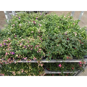 FUCHSIA MIXK