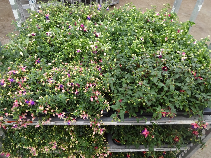 <h4>FUCHSIA MIXK</h4>