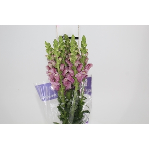 BOCA DE LEAO LAVANDER 070 CM