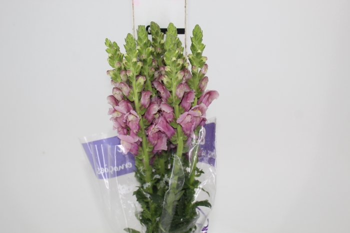 <h4>BOCA DE LEAO LAVANDER 070 CM</h4>