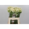 Agapanthus White Heaven