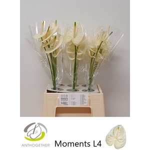 Anthurium Moments