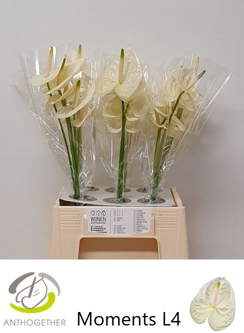 <h4>Anthurium Moments</h4>