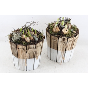 arr4 Bollenmix MB - Hout ton brown/white 338/6