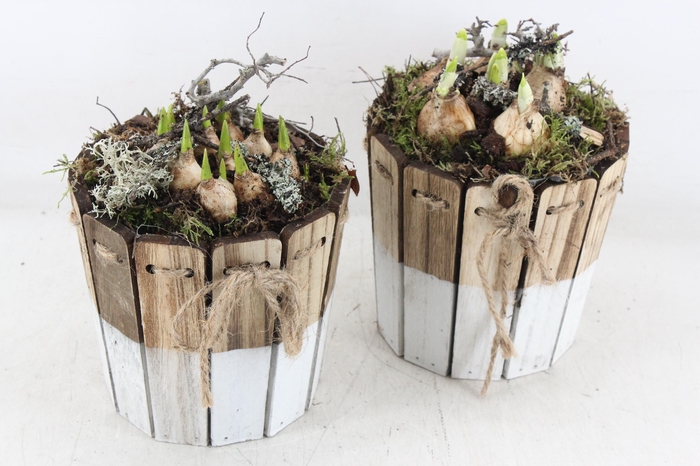 <h4>arr4 Bollenmix MB - Hout ton brown/white 338/6</h4>