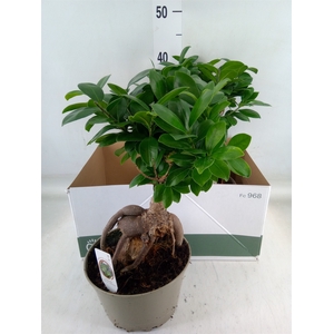 Ficus microcarpa 'Ginseng'