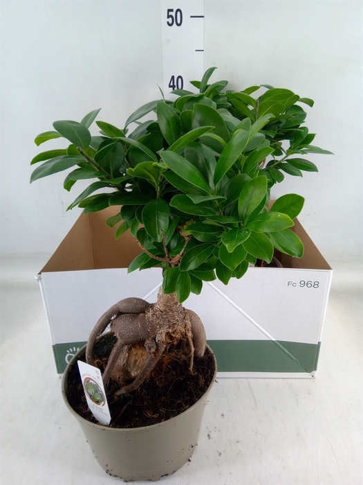 <h4>Ficus microcarpa 'Ginseng'</h4>