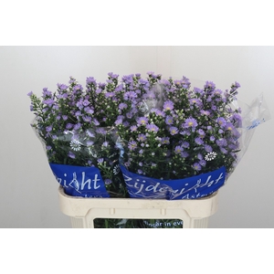 Aster Cassandra