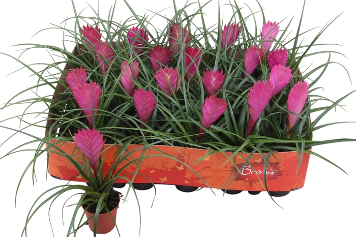 <h4>TILL CYANEA</h4>